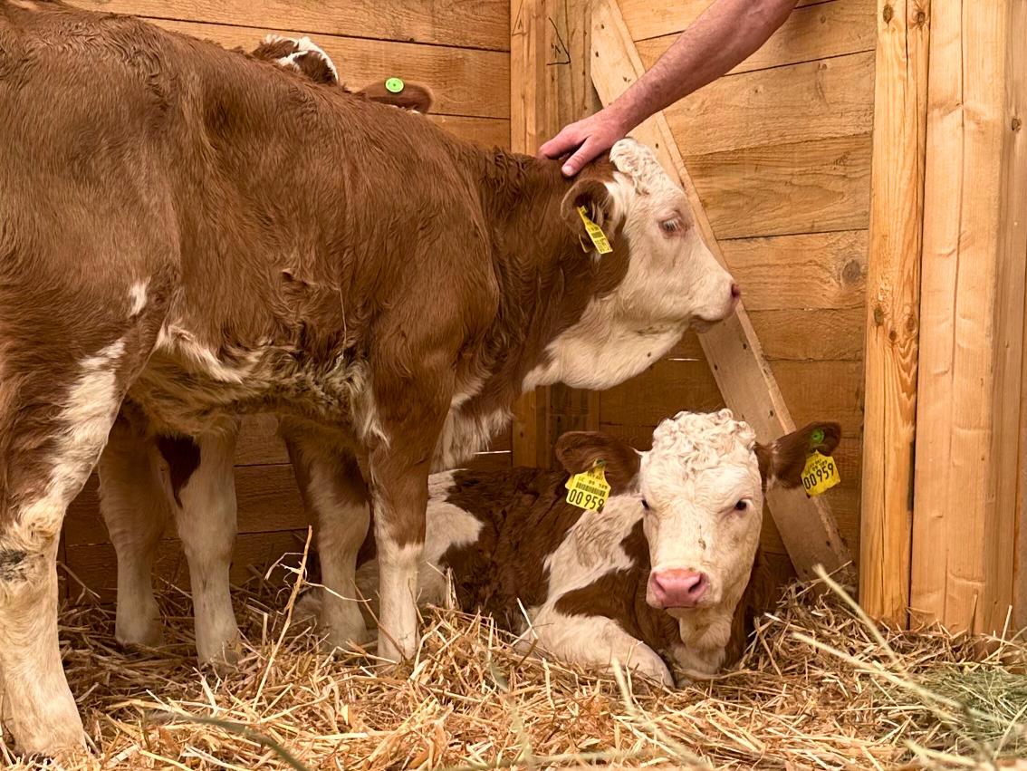 Tierschau Frühlingsfest2024 Ausschnitt4zu3 (8) (1)