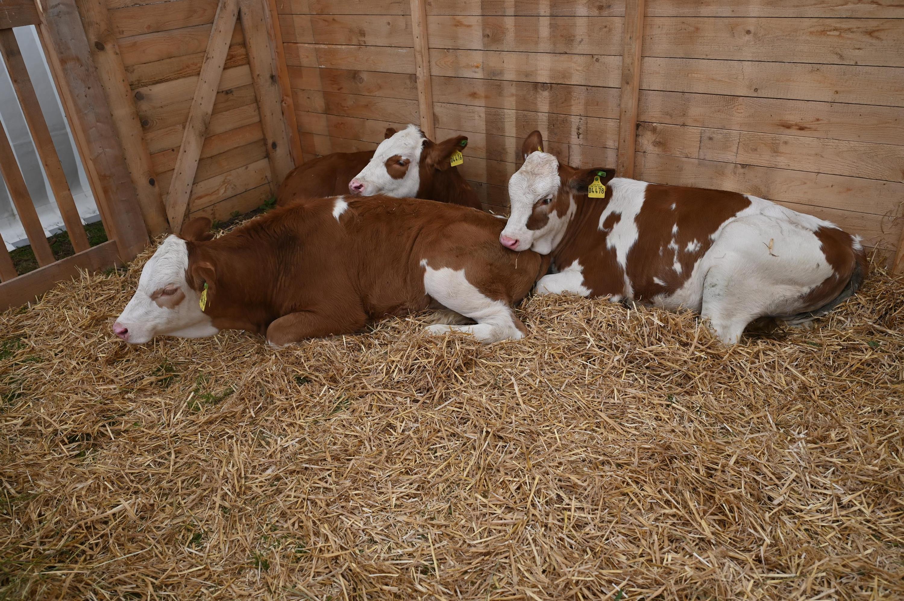 Frühlingsfest Tierschau 048