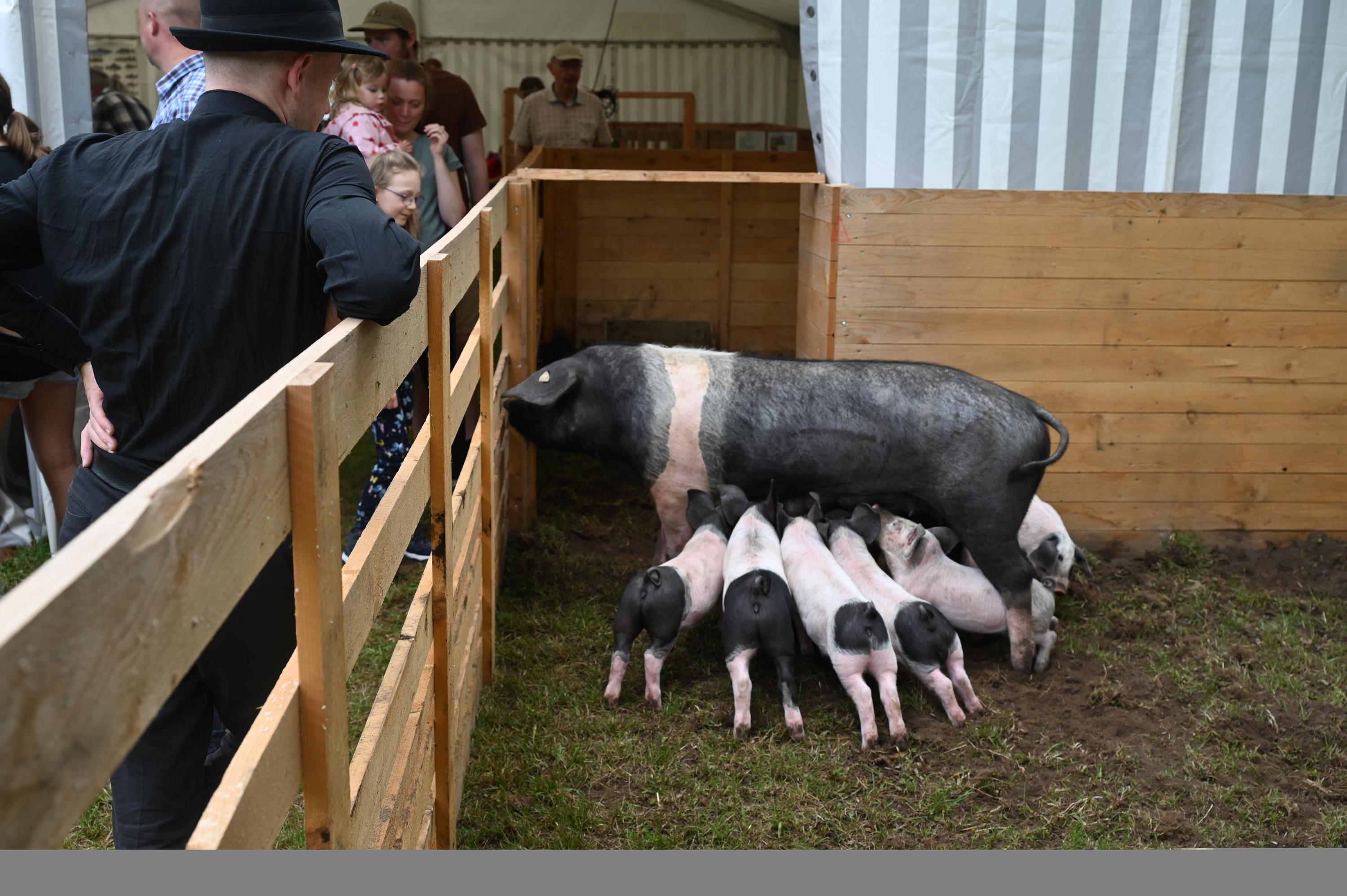 Frühlingsfest Tierschau 057