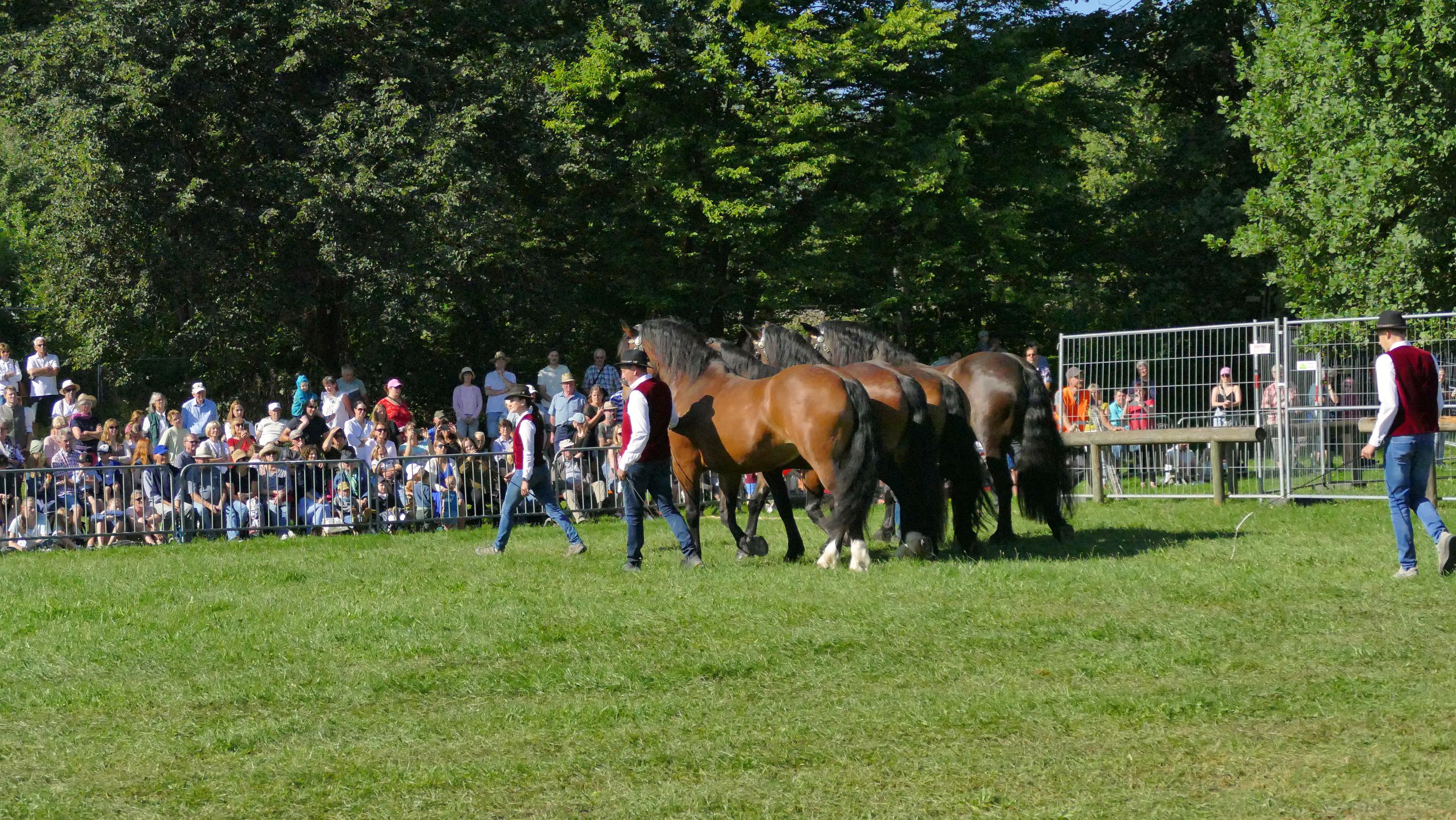 Impressionen Pferde Und Fohlenschau JURA Volksfest25 Niebler (2)