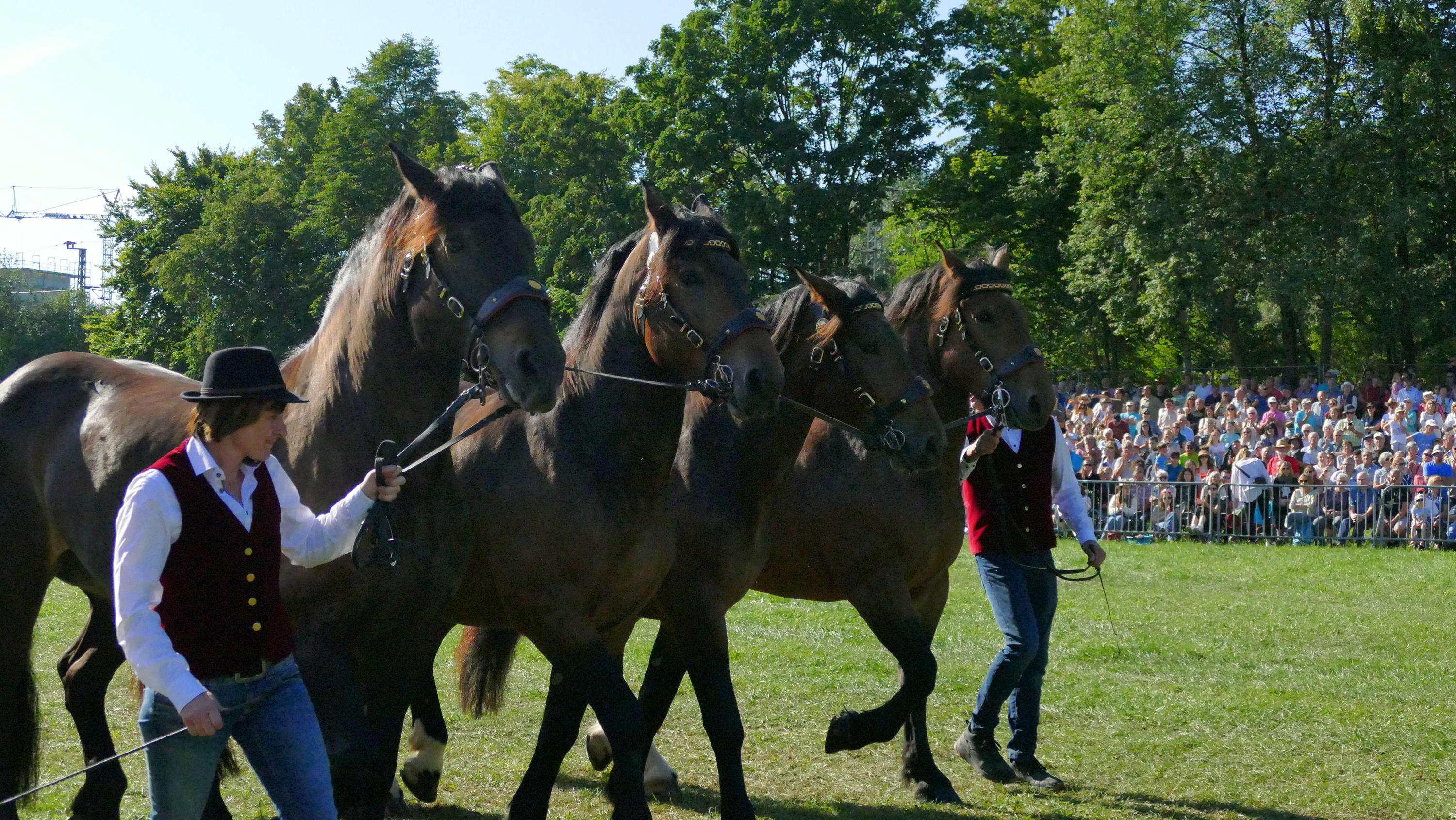 Impressionen Pferde Und Fohlenschau JURA Volksfest25 Niebler (3)