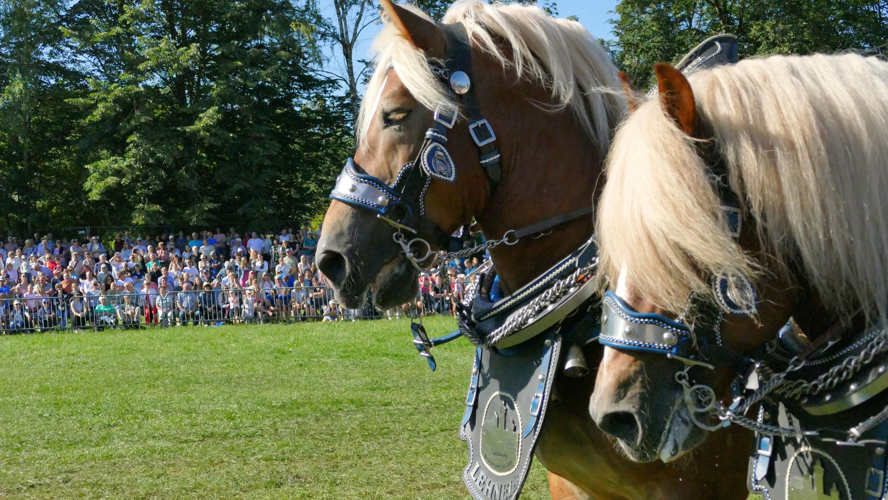 Impressionen Pferde Und Fohlenschau JURA Volksfest25 Niebler (6)