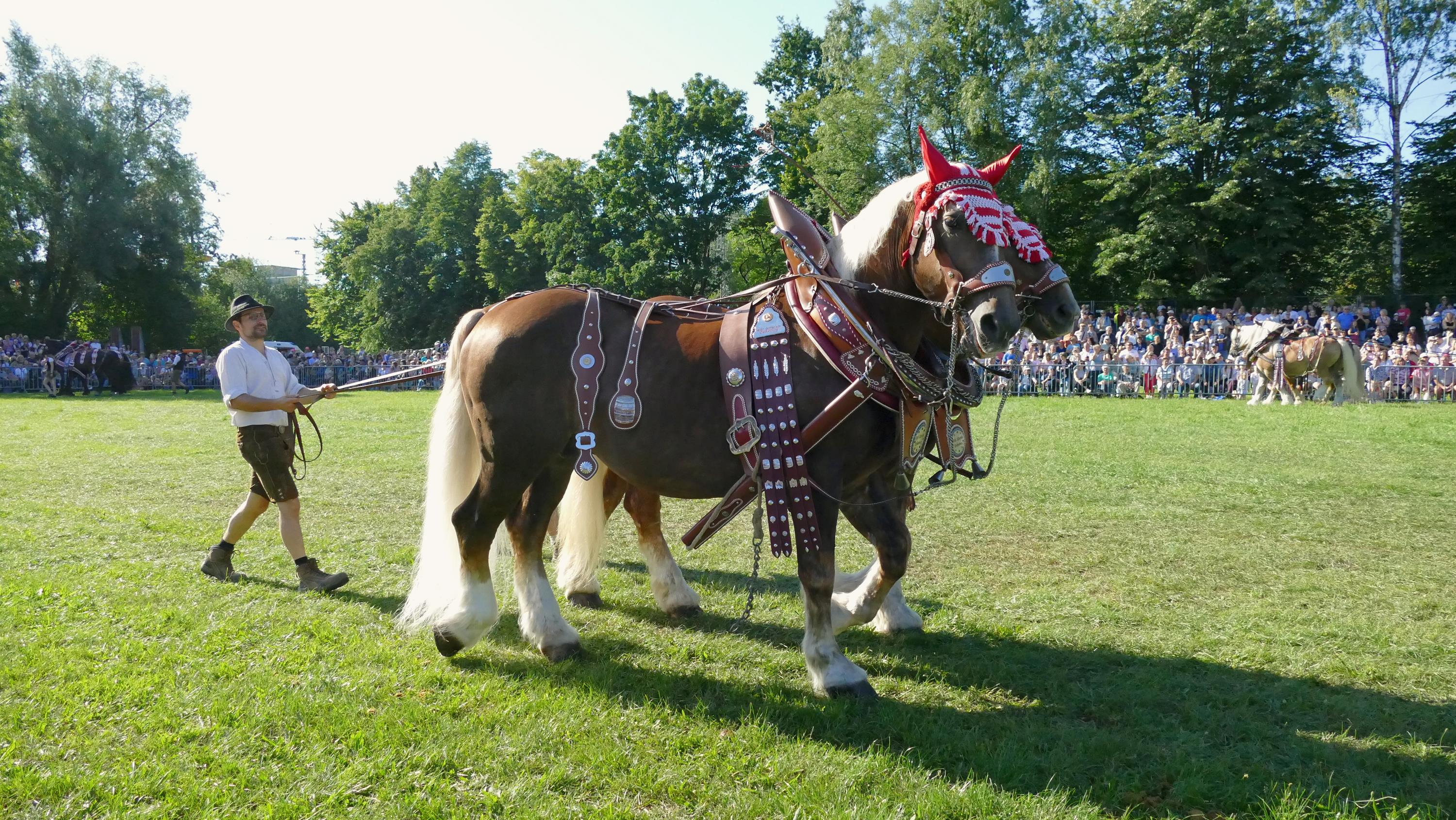 Impressionen Pferde Und Fohlenschau JURA Volksfest25 Niebler (11)
