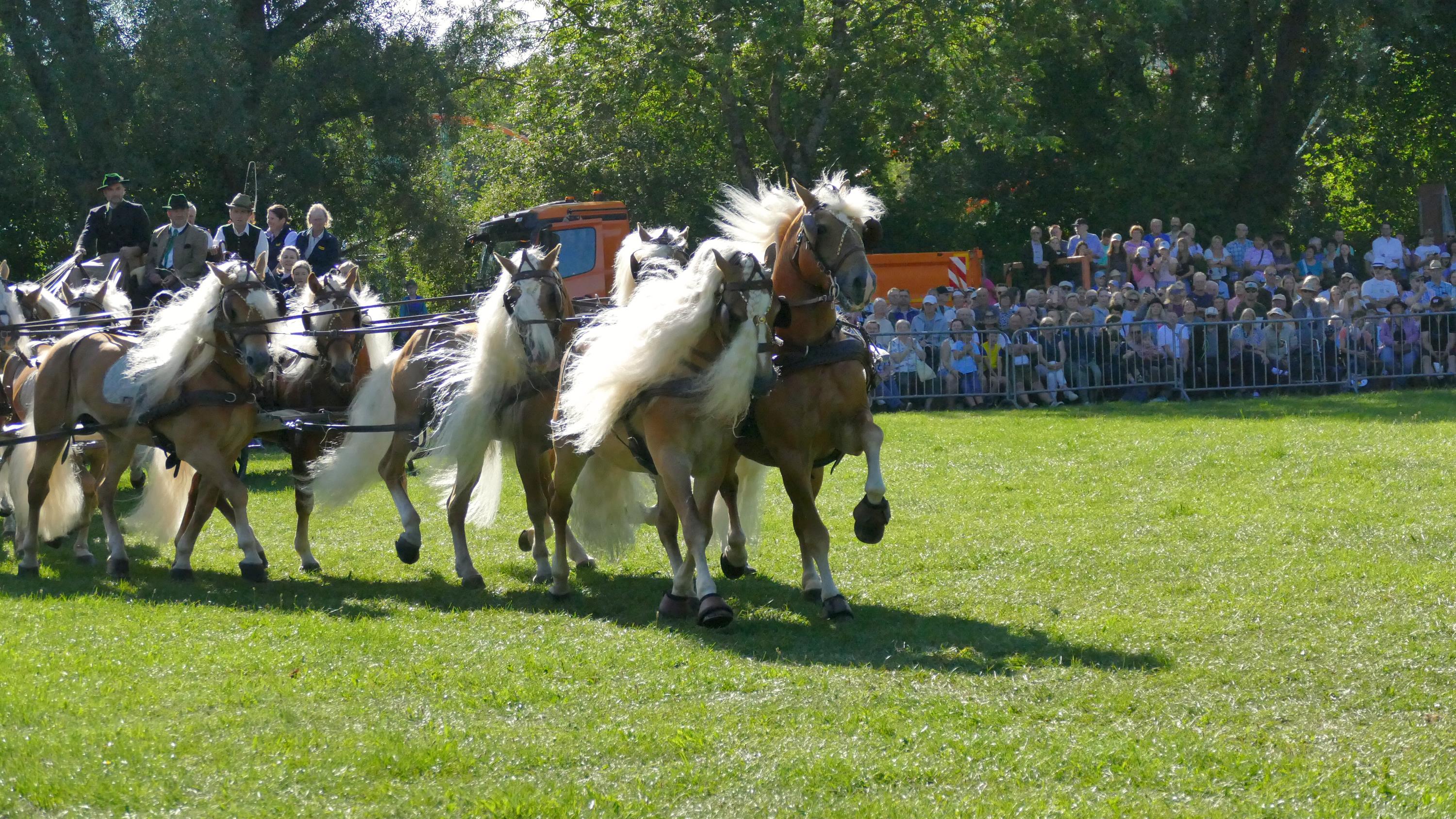 Impressionen Pferde Und Fohlenschau JURA Volksfest25 Niebler (14)
