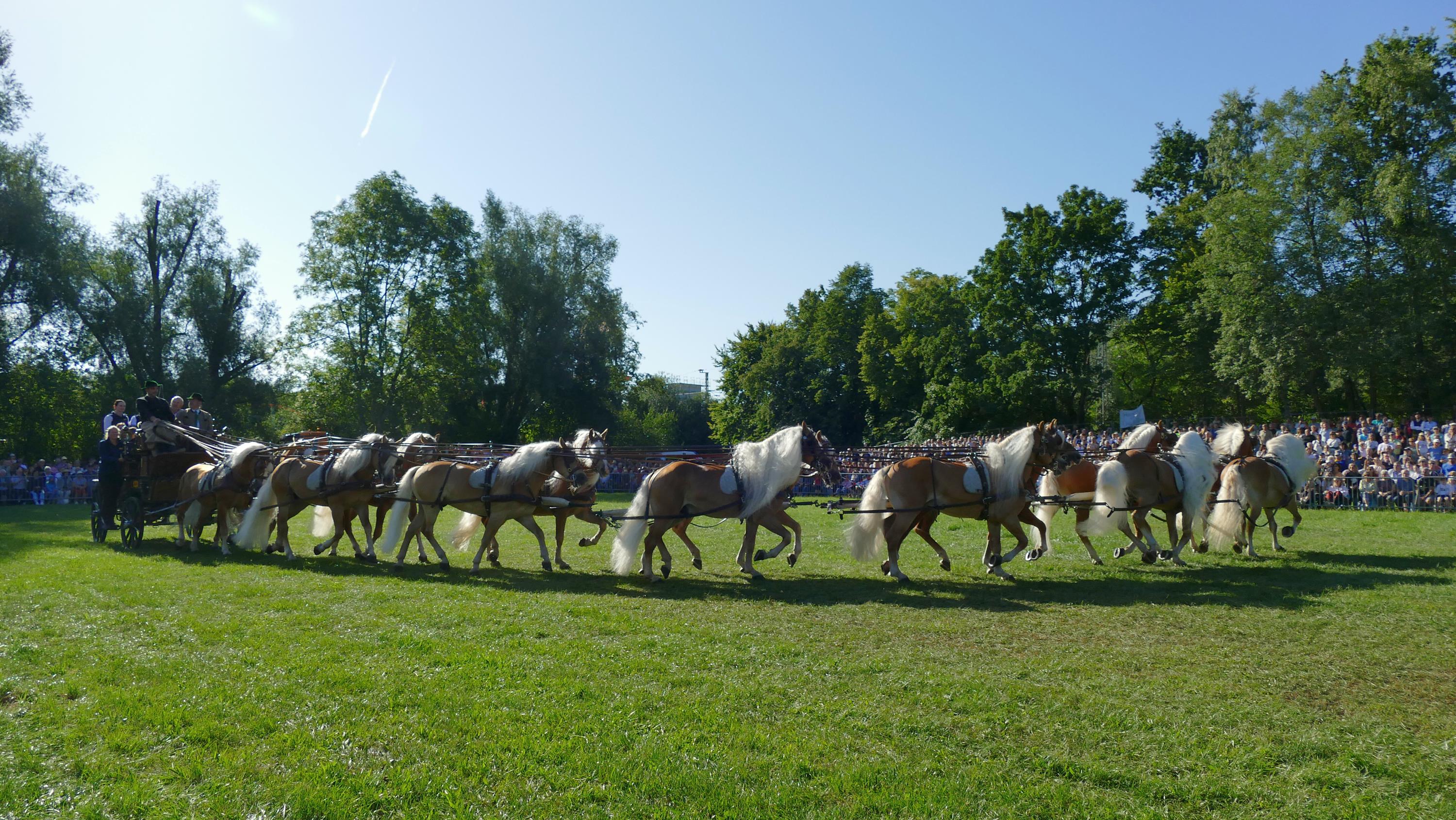 Impressionen Pferde Und Fohlenschau JURA Volksfest25 Niebler (15)