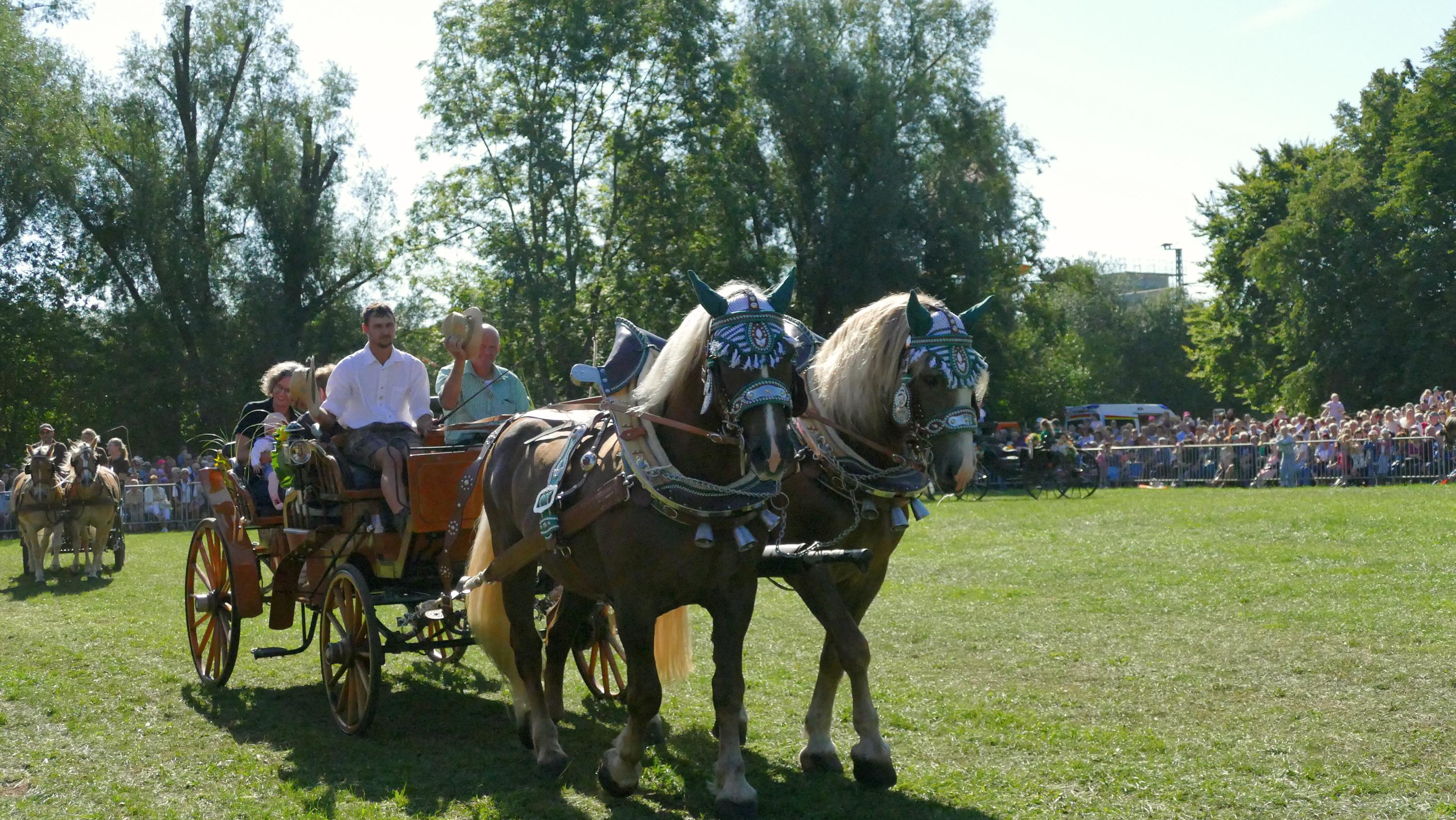 Impressionen Pferde Und Fohlenschau JURA Volksfest25 Niebler (24)