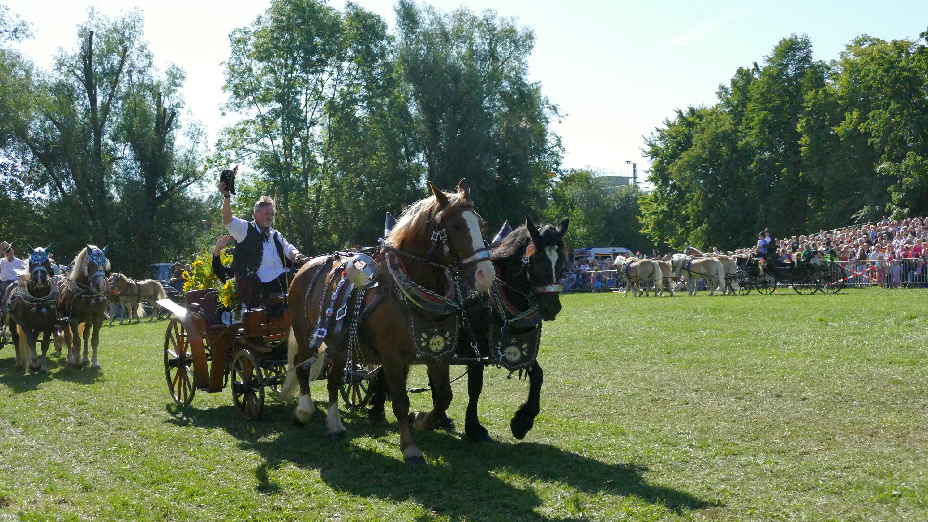 Impressionen Pferde Und Fohlenschau JURA Volksfest25 Niebler (25)