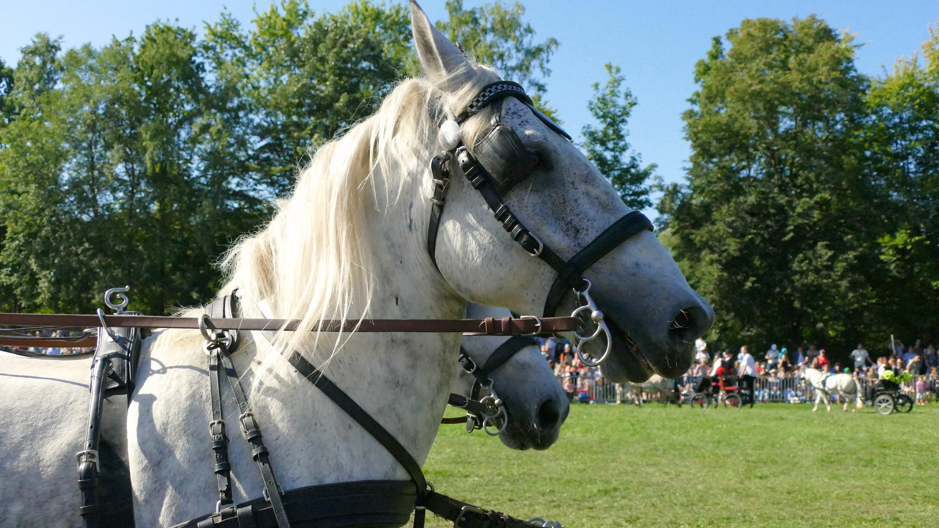 Impressionen Pferde Und Fohlenschau JURA Volksfest25 Niebler (26)