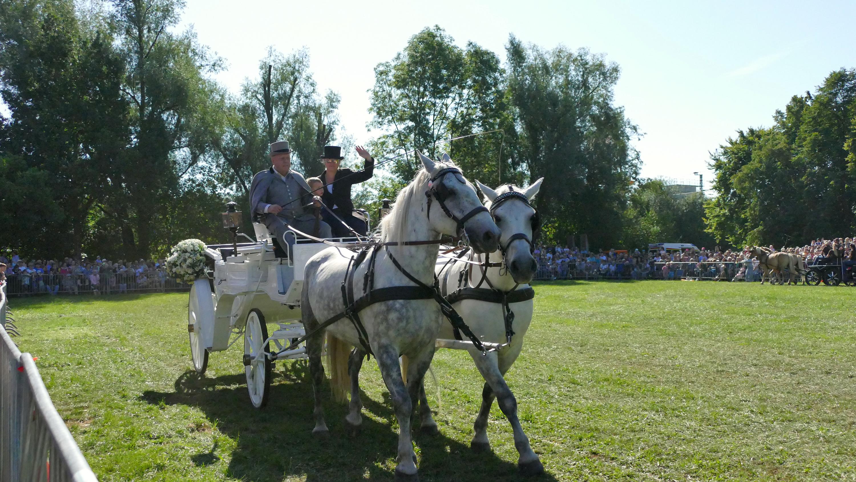 Impressionen Pferde Und Fohlenschau JURA Volksfest25 Niebler (27)