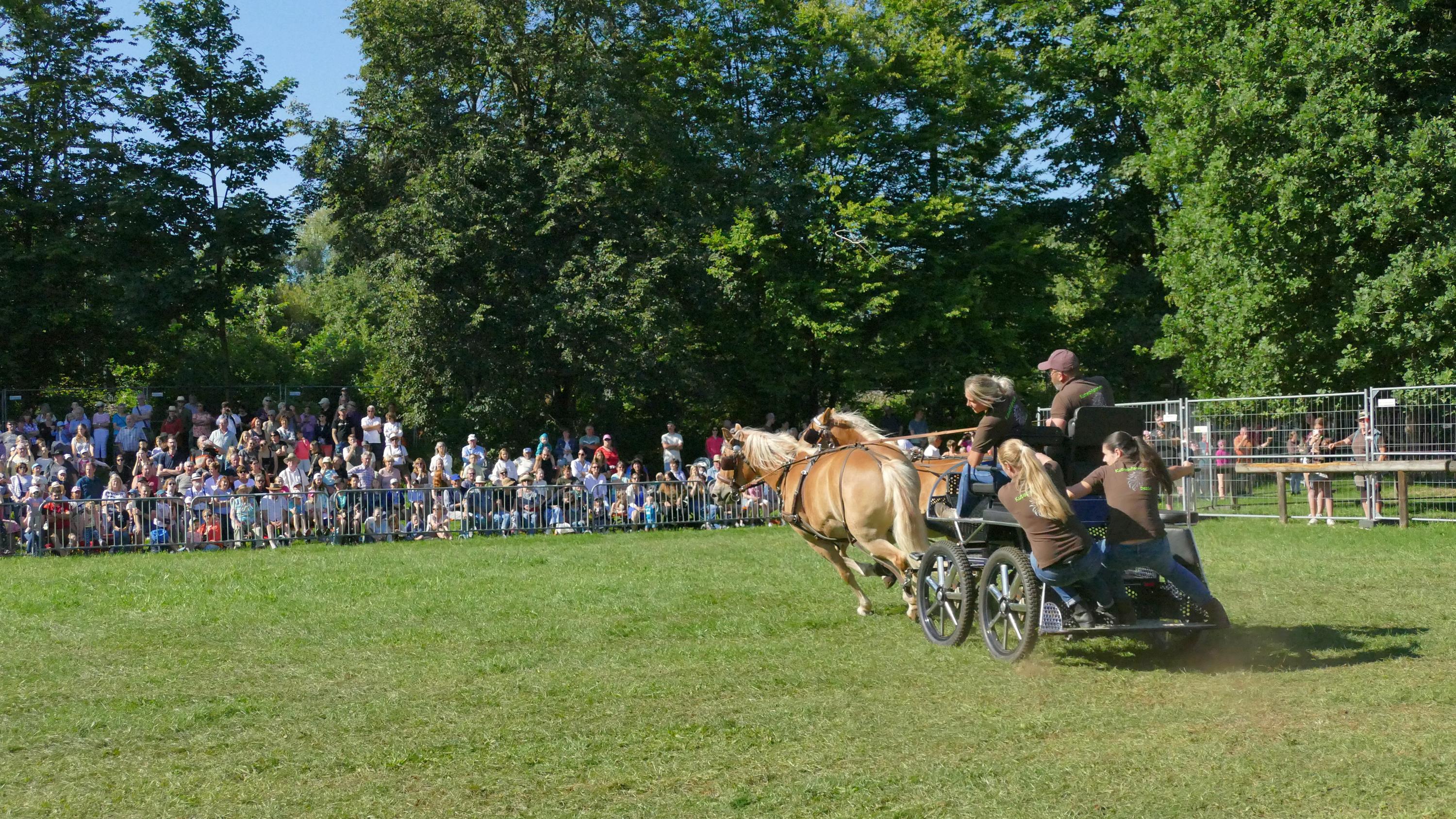 Impressionen Pferde Und Fohlenschau JURA Volksfest25 Niebler (32)
