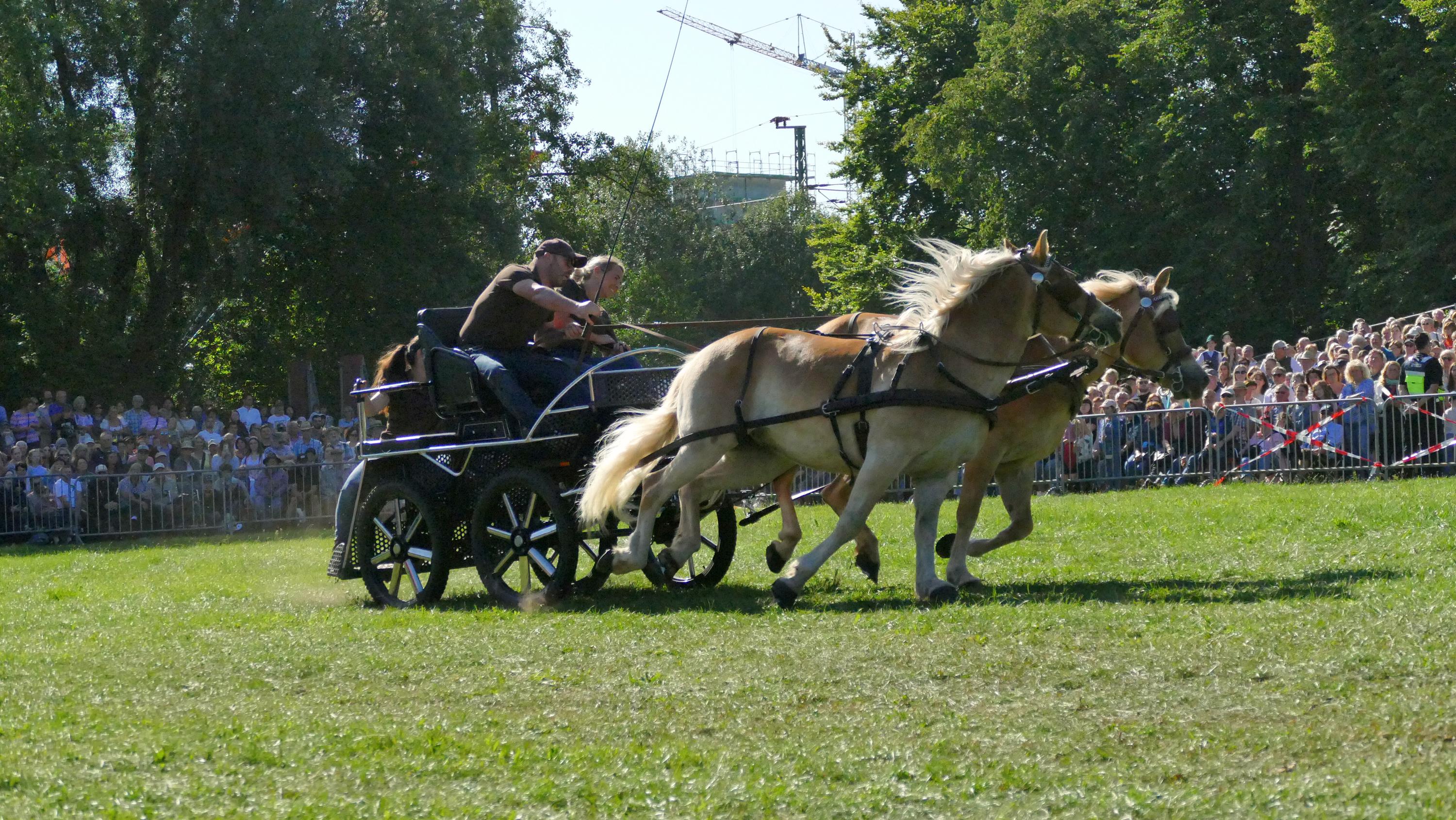 Impressionen Pferde Und Fohlenschau JURA Volksfest25 Niebler (34)