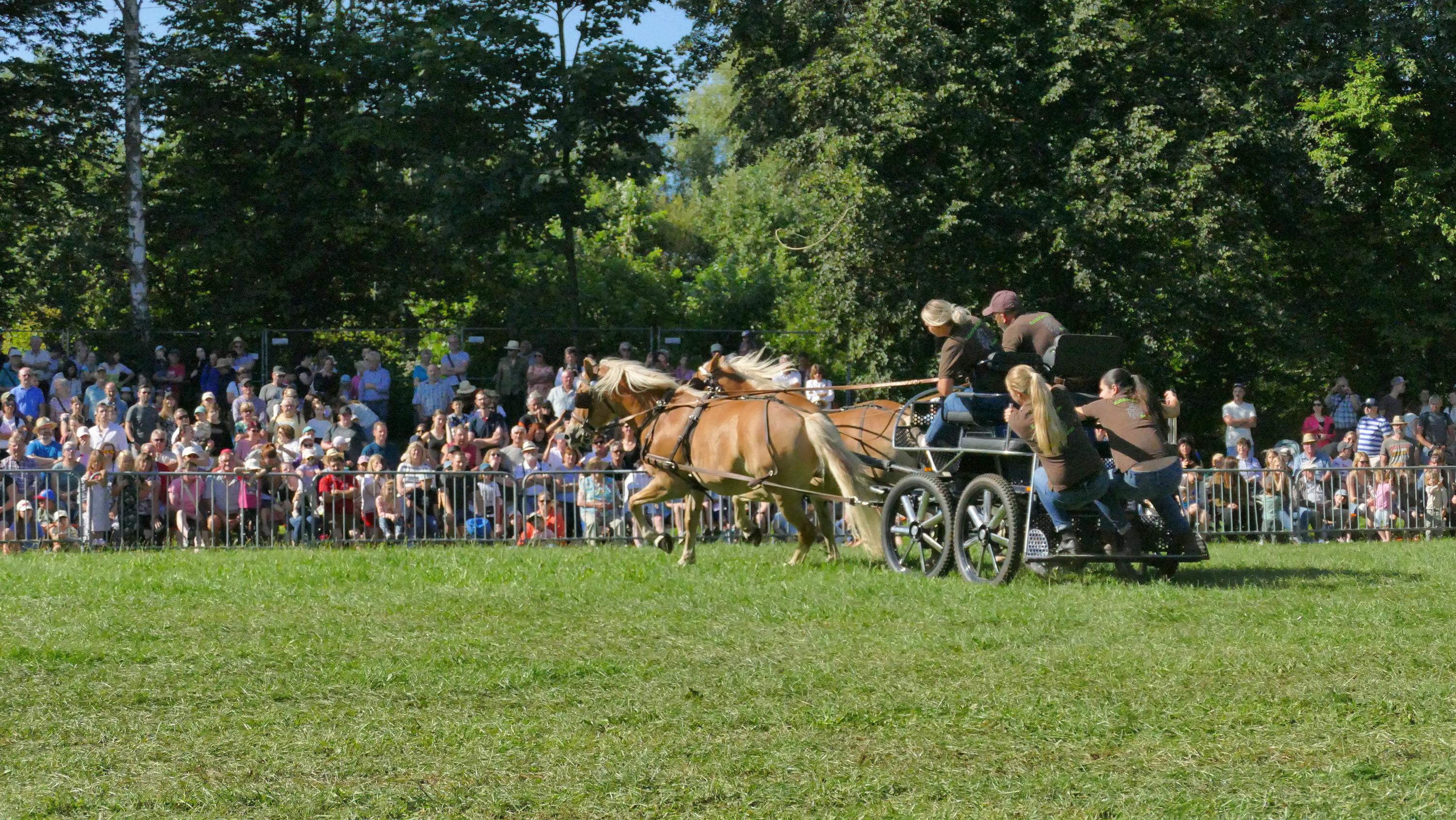 Impressionen Pferde Und Fohlenschau JURA Volksfest25 Niebler (37)