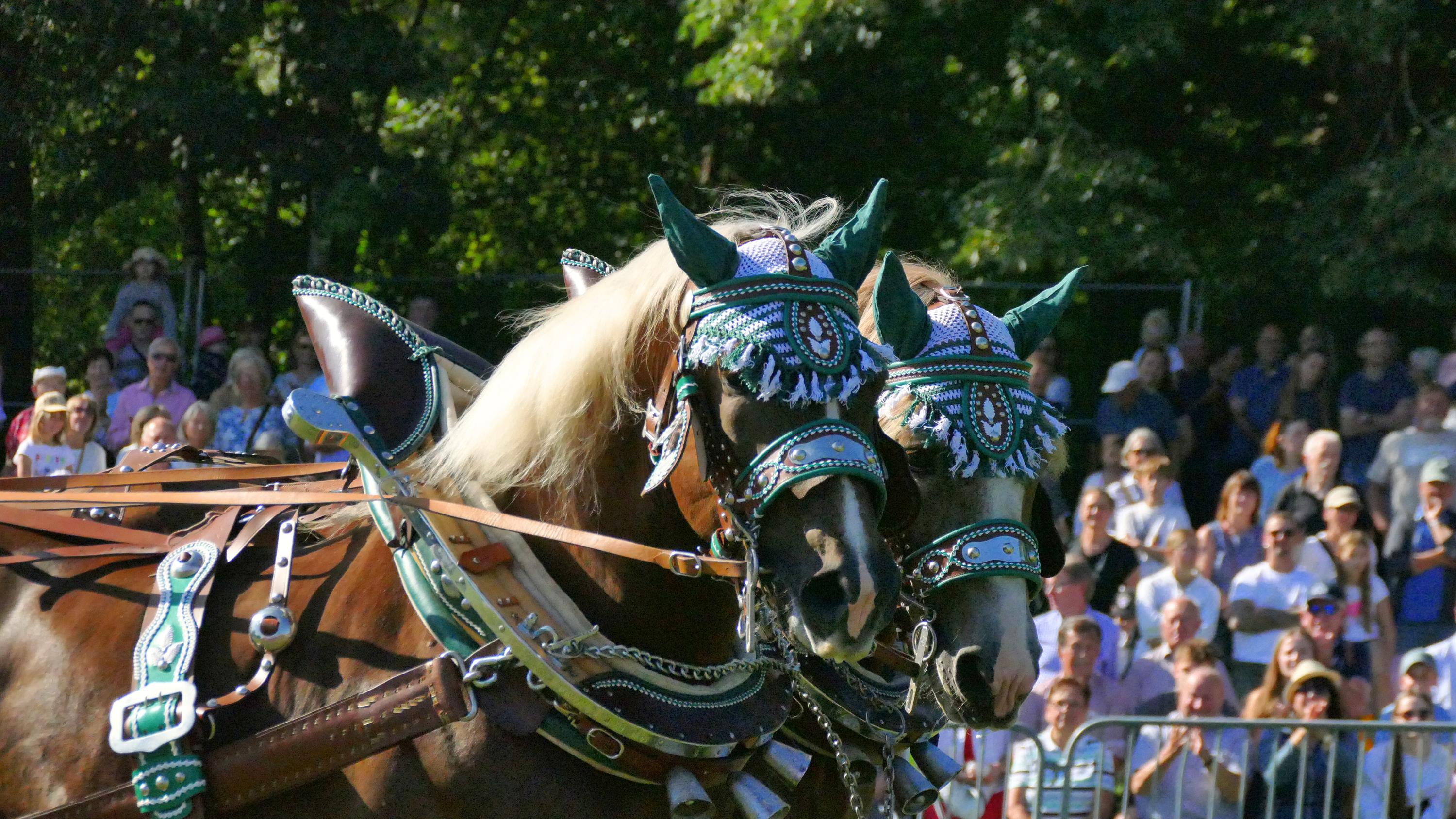 Impressionen Pferde Und Fohlenschau JURA Volksfest25 Niebler (39)