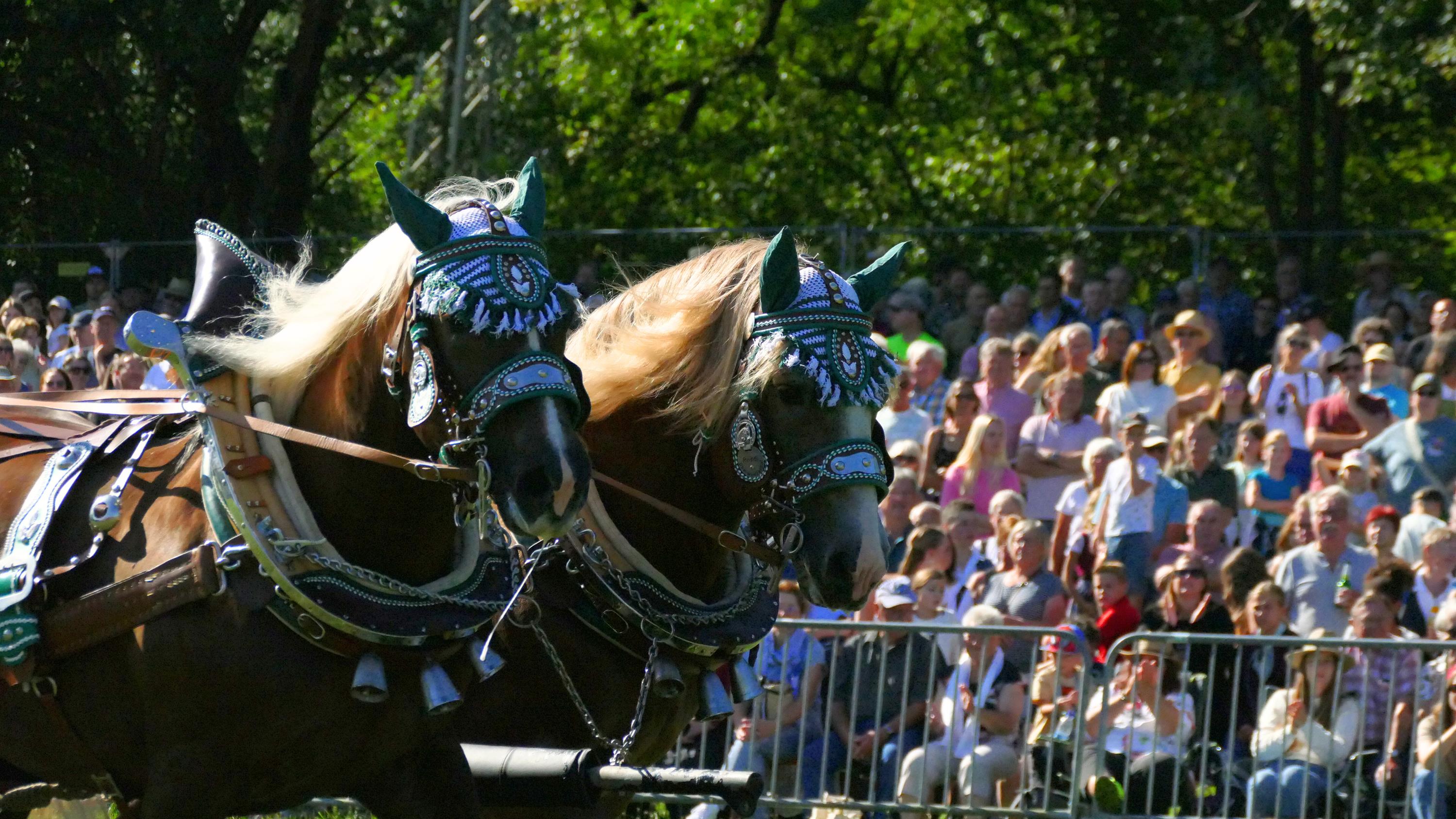 Impressionen Pferde Und Fohlenschau JURA Volksfest25 Niebler (40)