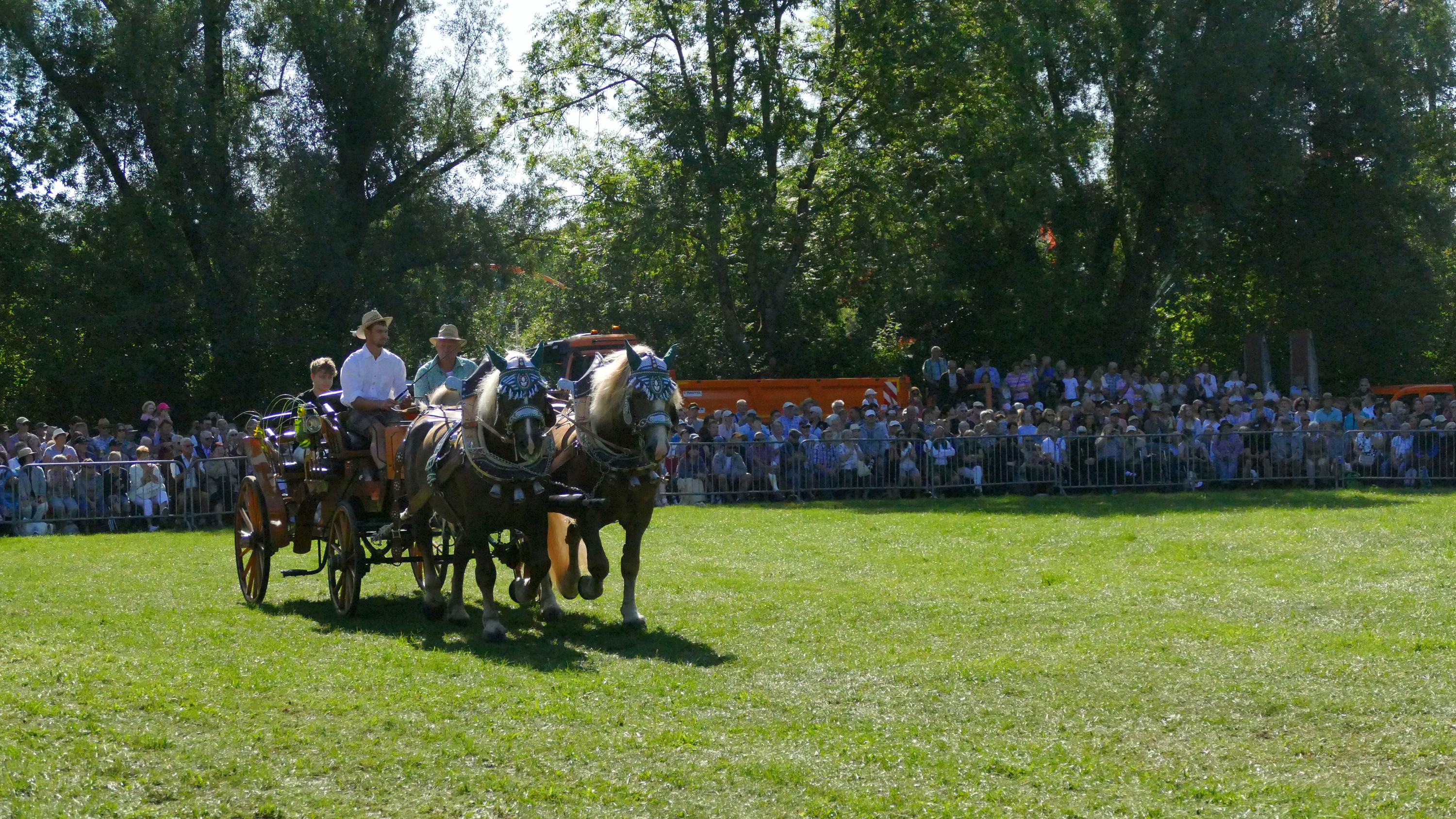 Impressionen Pferde Und Fohlenschau JURA Volksfest25 Niebler (41)