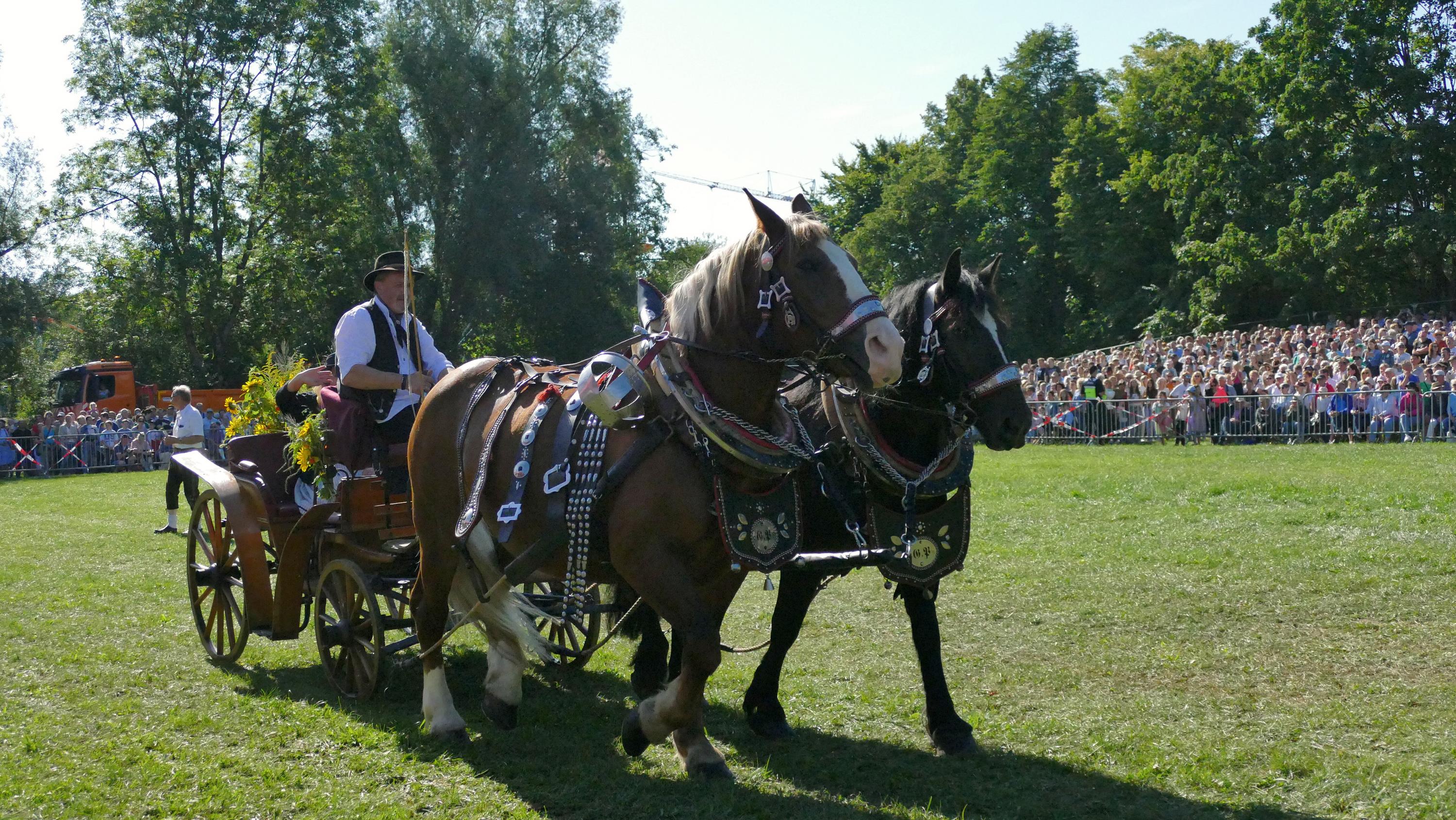 Impressionen Pferde Und Fohlenschau JURA Volksfest25 Niebler (45)
