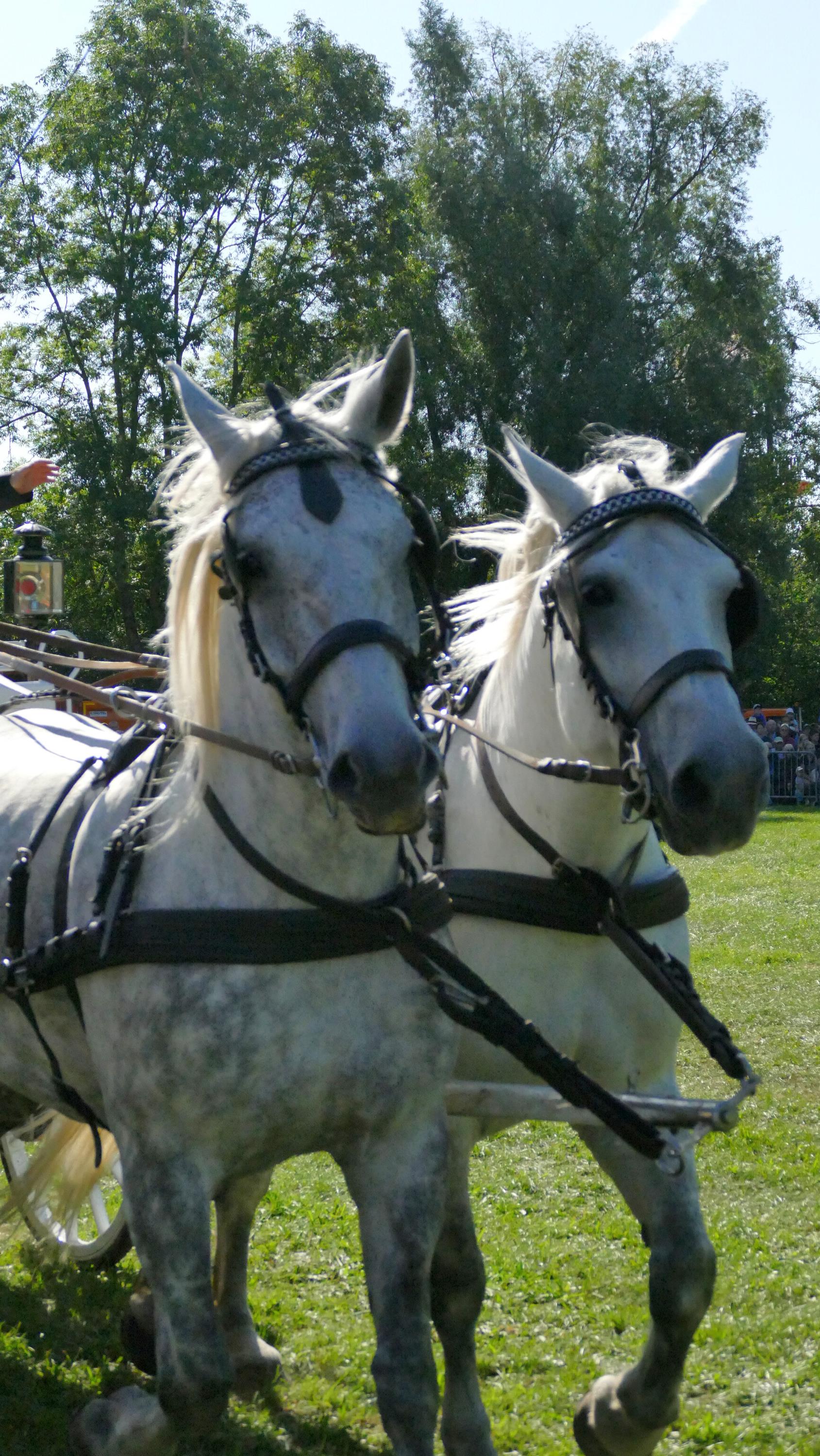 Impressionen Pferde Und Fohlenschau JURA Volksfest25 Niebler (49)