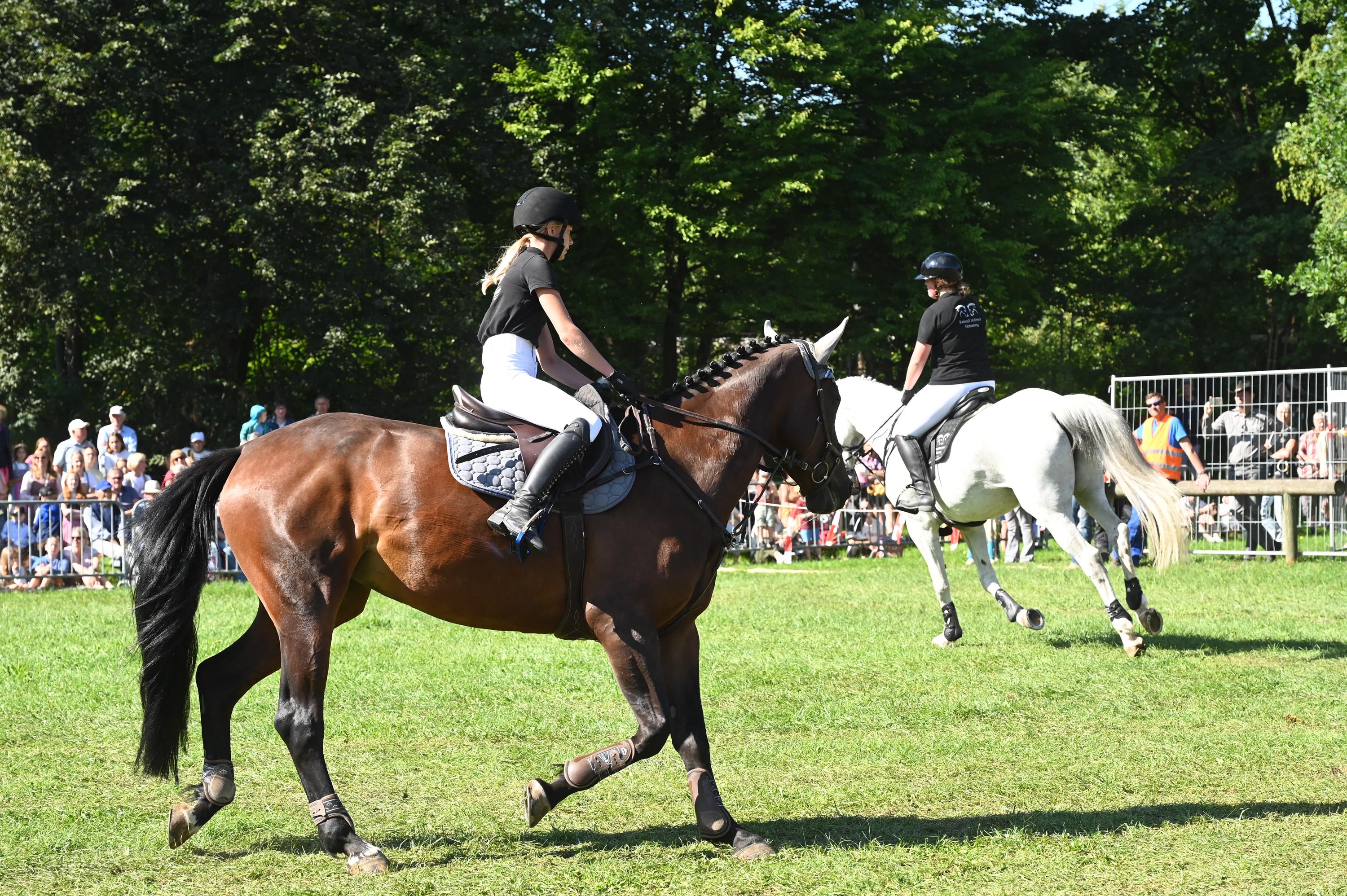 Impressionen Pferde Und Fohlenschau JURA Volksfest25 Mandel (4)
