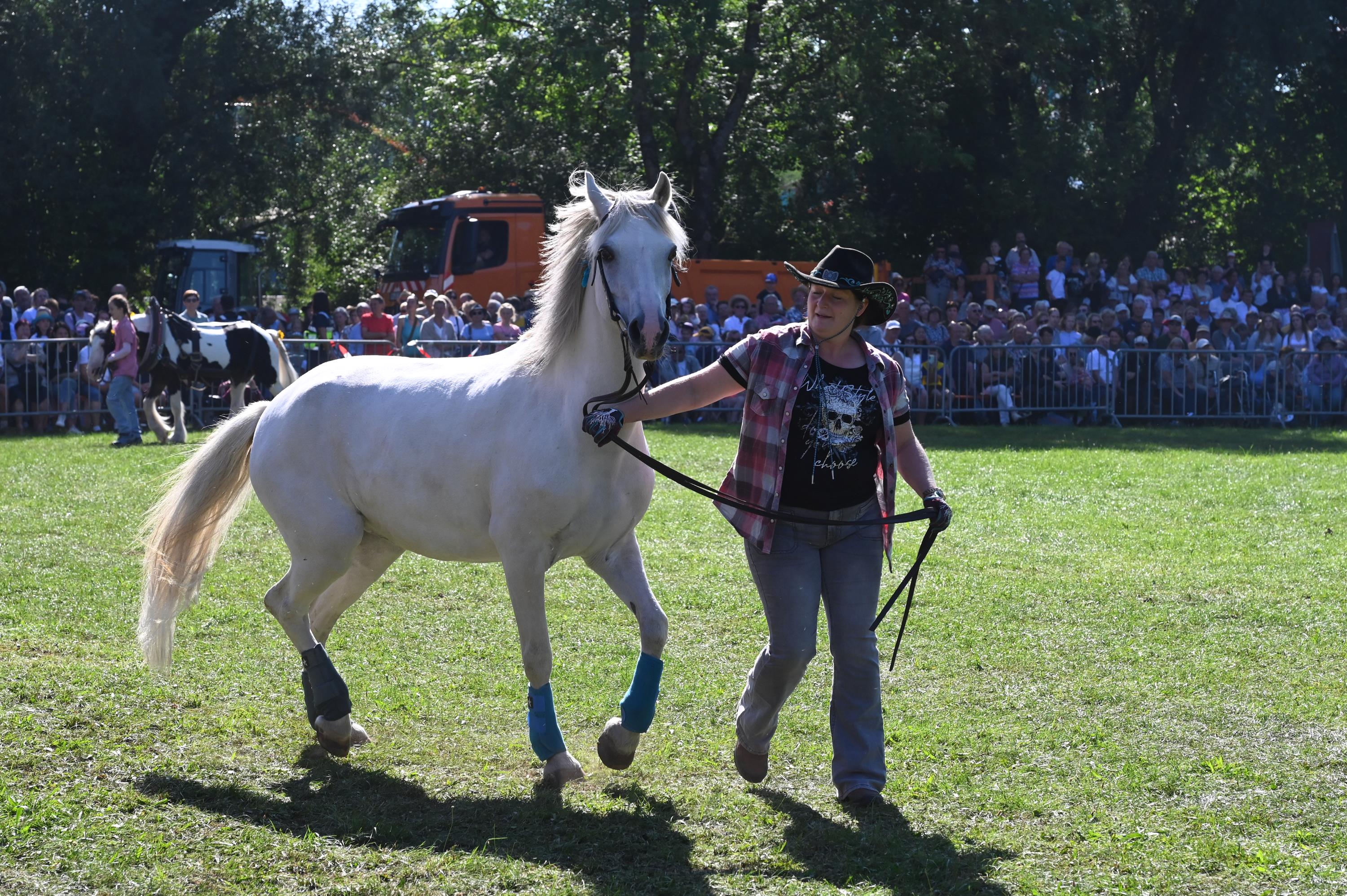 Impressionen Pferde Und Fohlenschau JURA Volksfest25 Mandel (5)