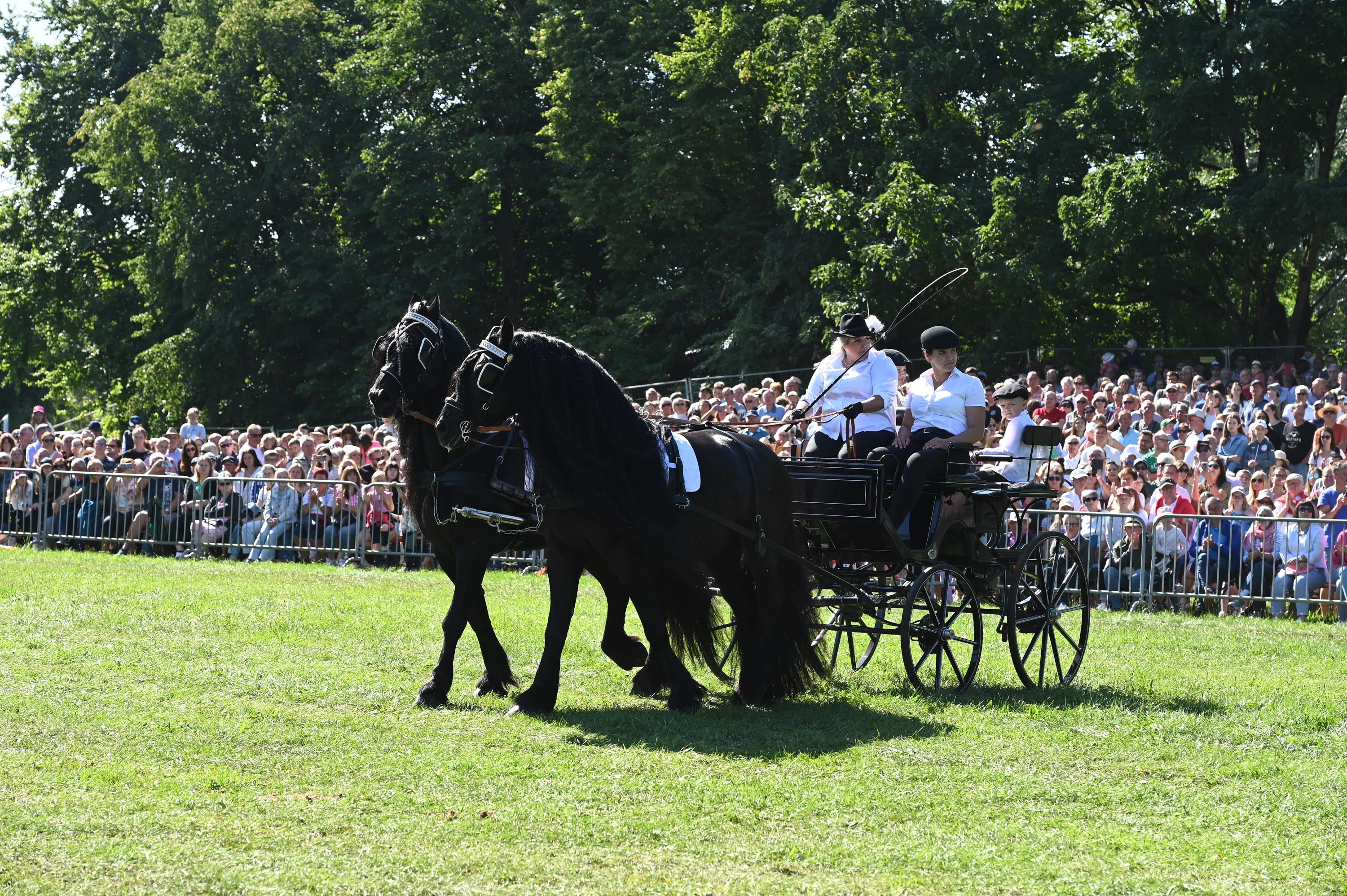 Impressionen Pferde Und Fohlenschau JURA Volksfest25 Mandel (6)