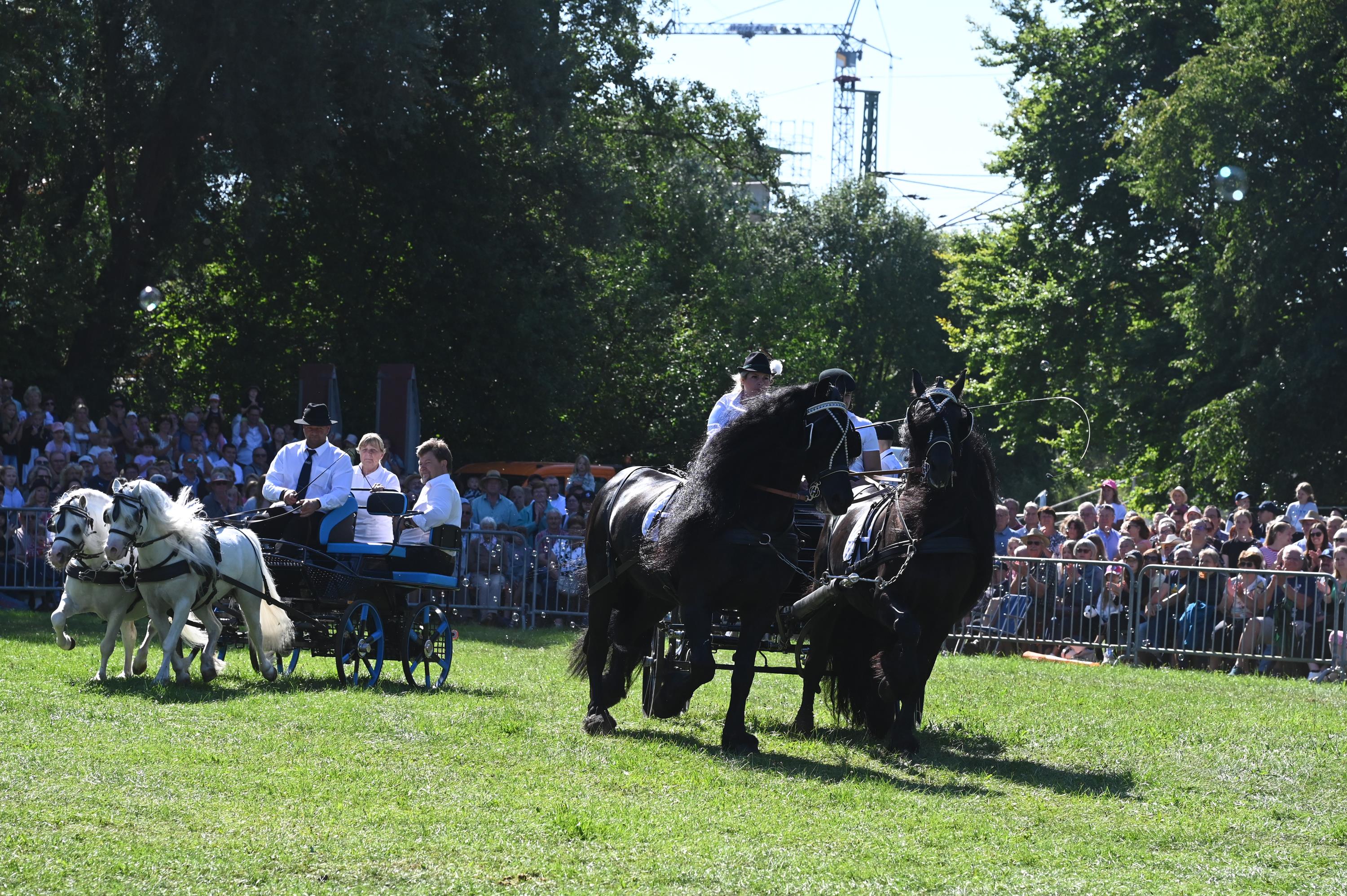 Impressionen Pferde Und Fohlenschau JURA Volksfest25 Mandel (8)