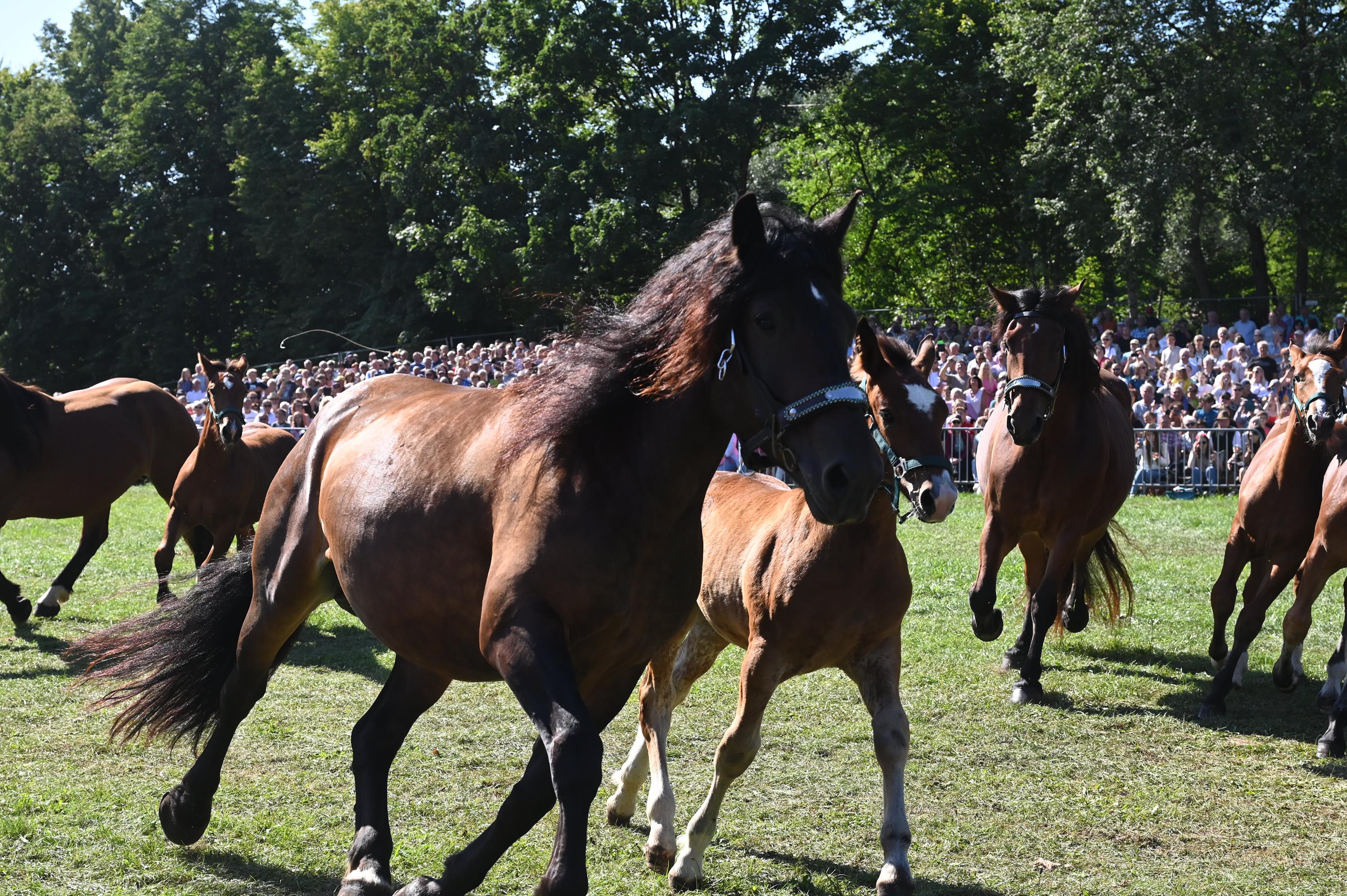 Impressionen Pferde Und Fohlenschau JURA Volksfest25 Mandel (9)