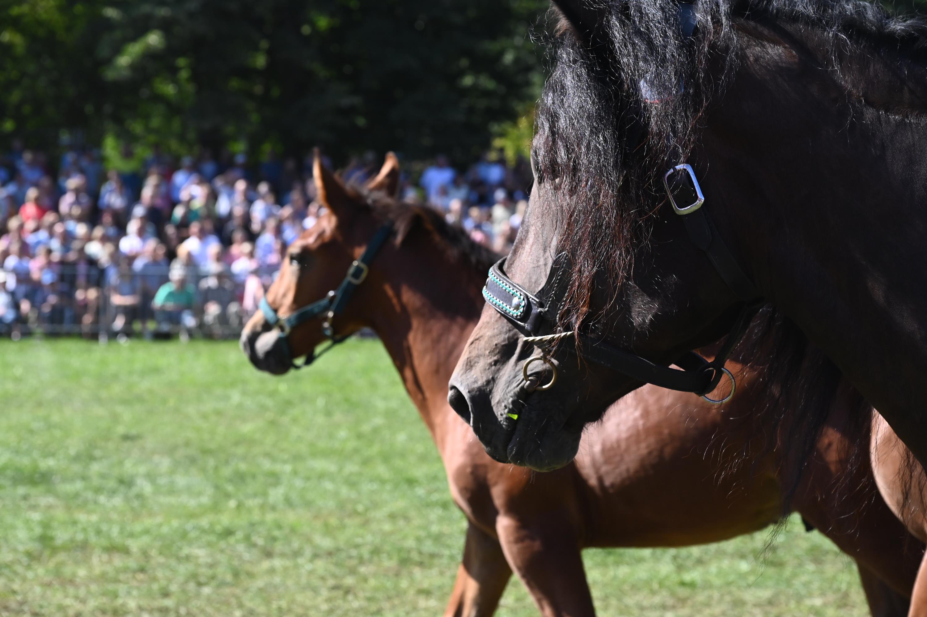 Impressionen Pferde Und Fohlenschau JURA Volksfest25 Mandel (10)