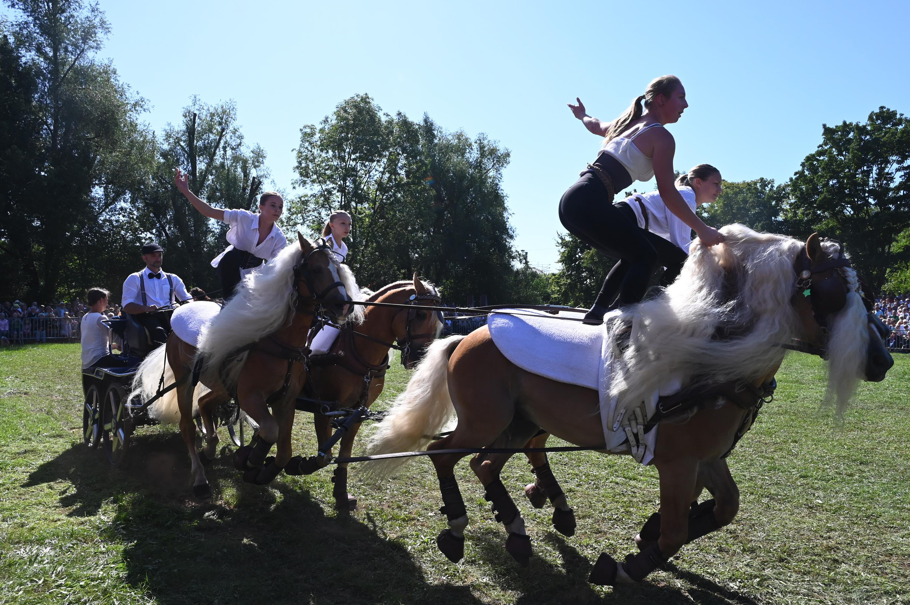 Impressionen Pferde Und Fohlenschau JURA Volksfest25 Mandel (12)