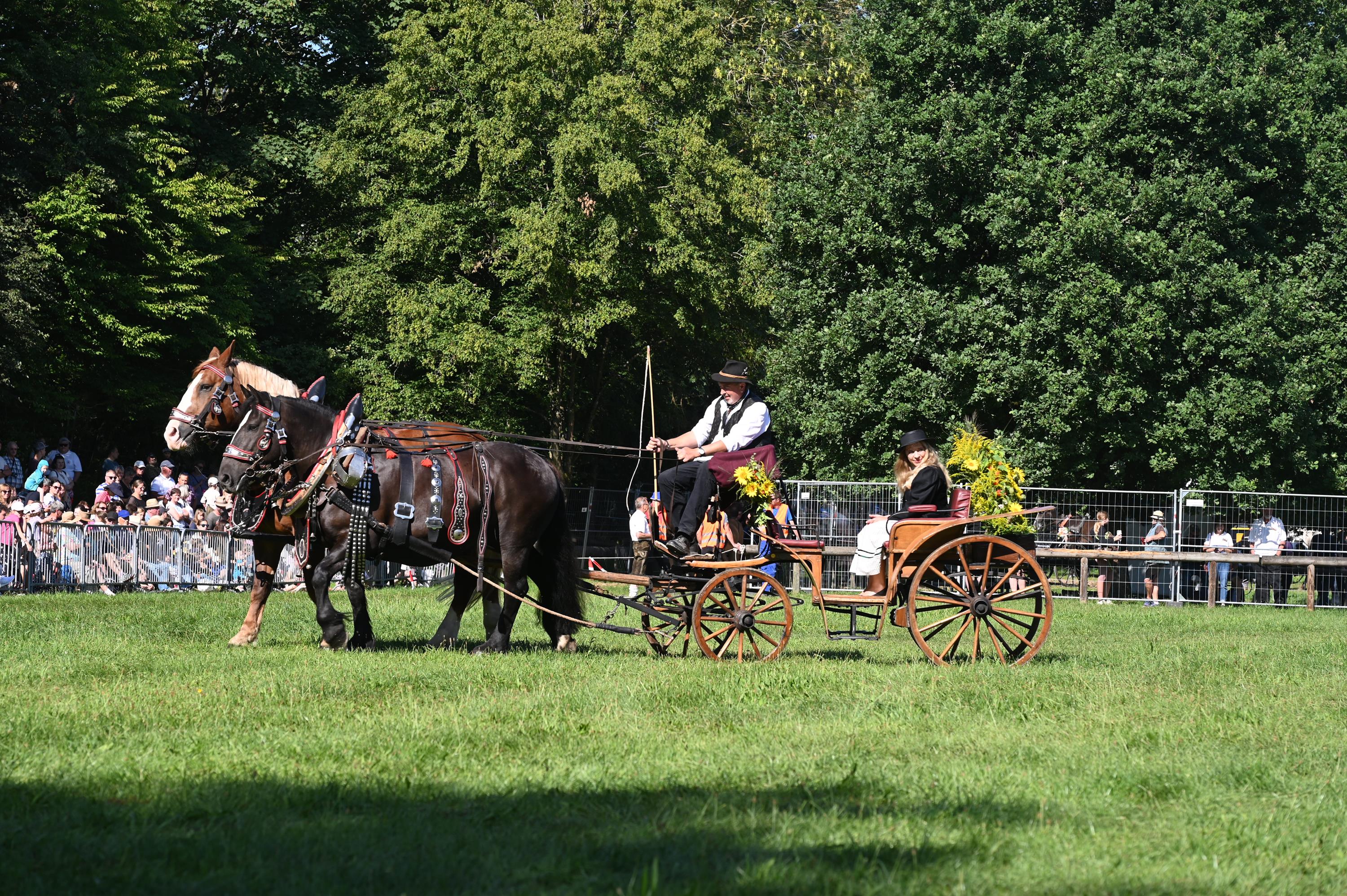 Impressionen Pferde Und Fohlenschau JURA Volksfest25 Mandel (27)