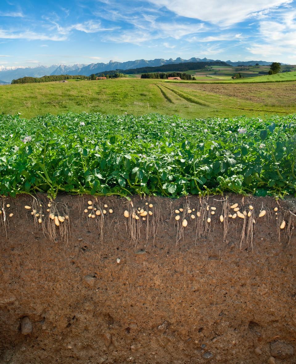 Gesundheit beginnt im Boden