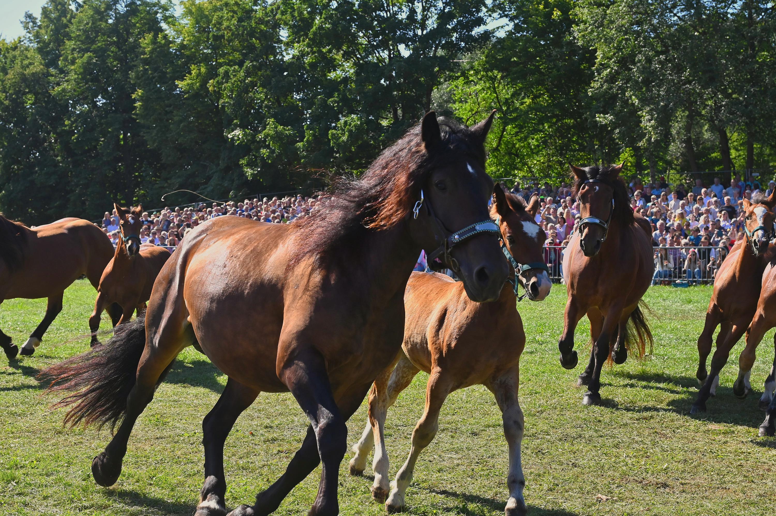 Pferde- und Fohlenschau beim Neumarkter JURA Volksfest: rund 130 Tiere sorgen erneut für ein beeindruckendes Programm