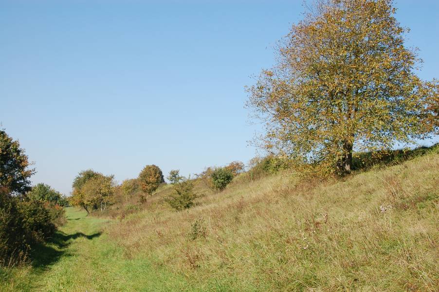 Magerrasen am Weinberg