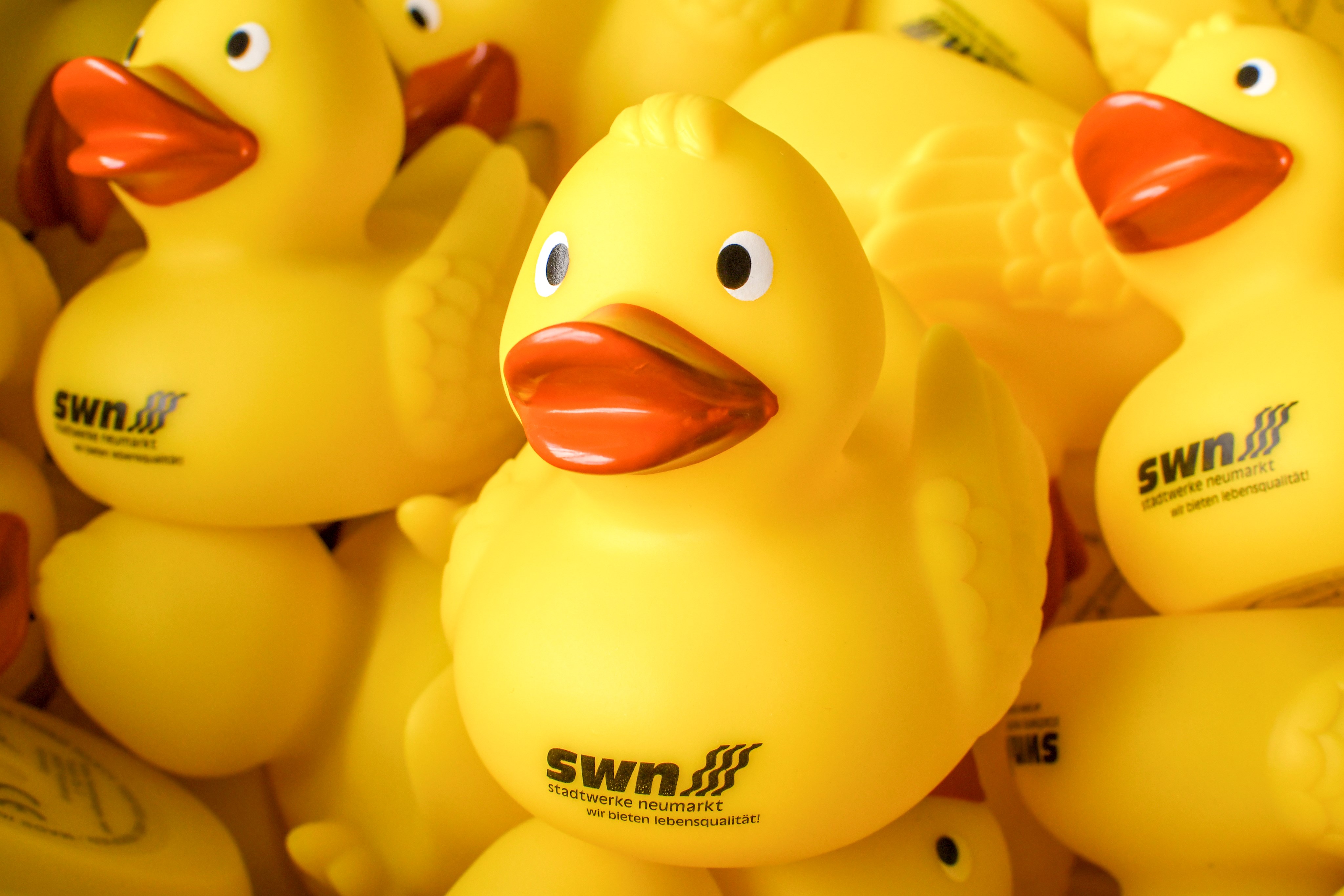 Die Enten sind los! - Wettschwimmen auf dem Leitgraben