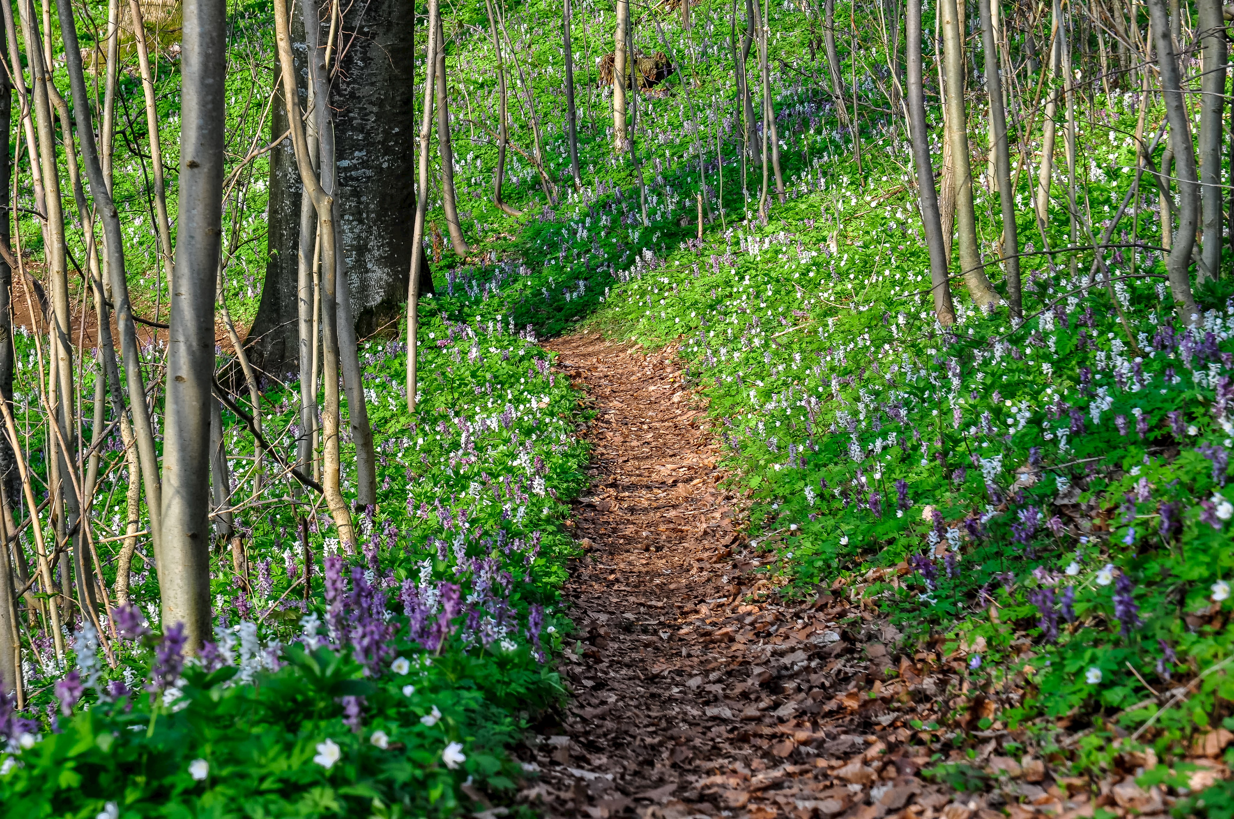 Kräuterwanderung auf dem 4-Elemente-Weg