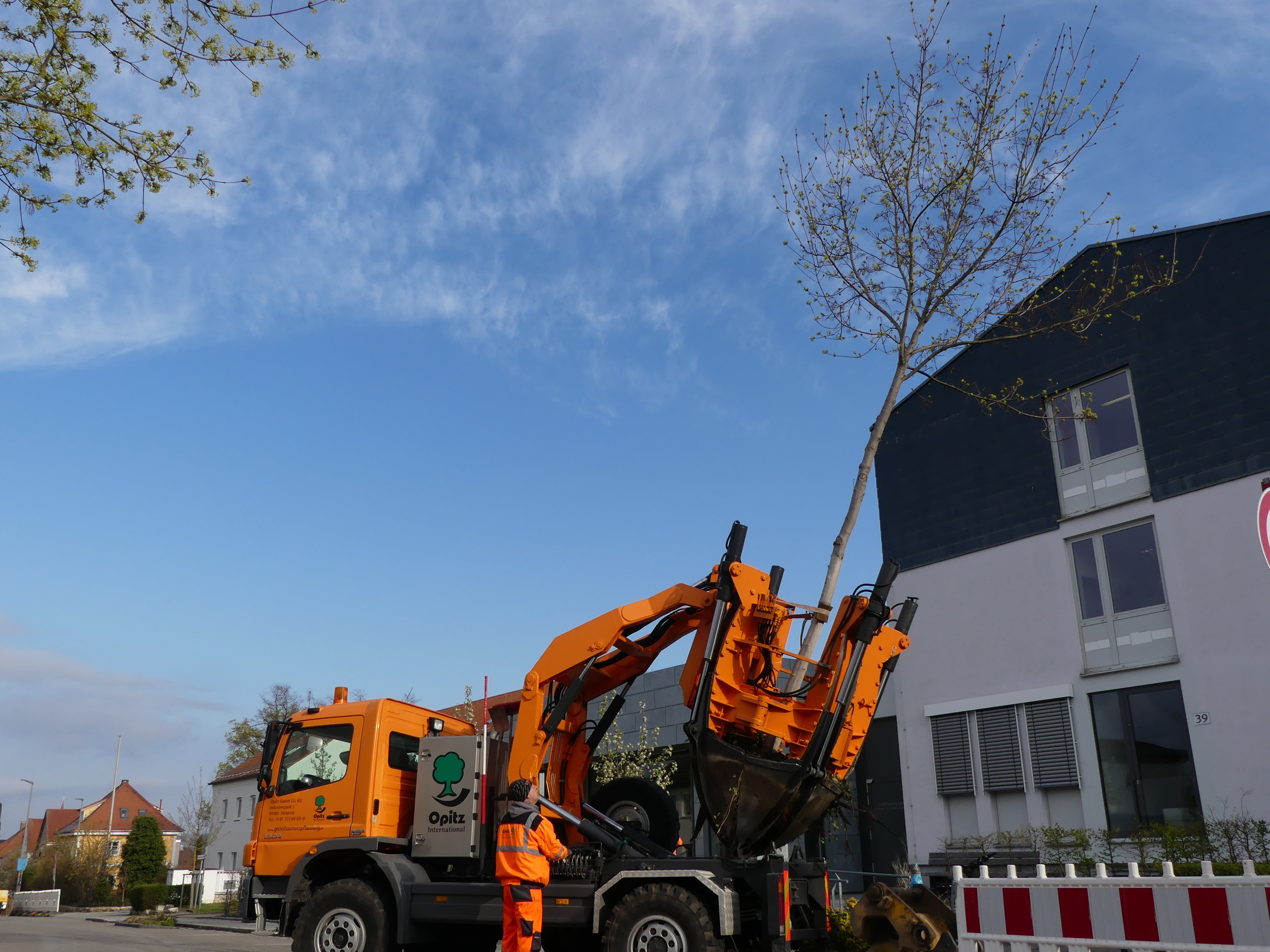 Stadt versetzt zwei Bäume